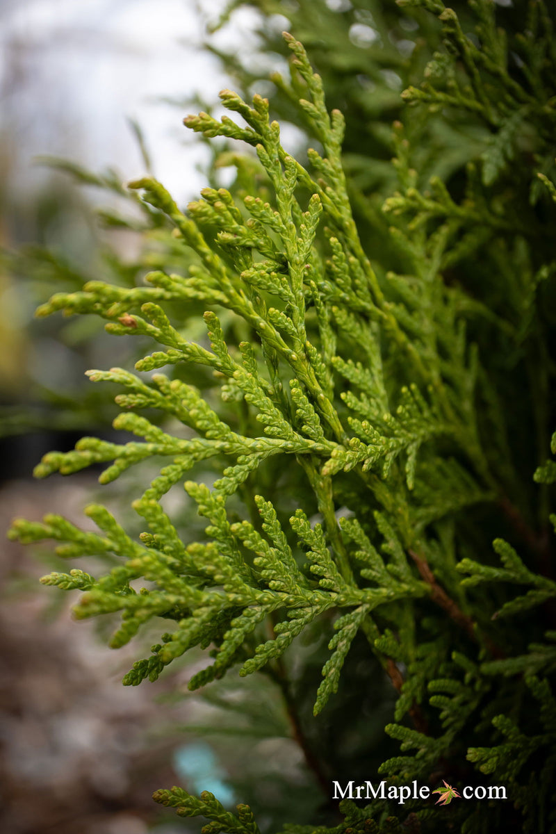 Thuja occidentalis 'Woodward Globe' Arborvitae - Mr Maple │ Buy Japanese Maple Trees