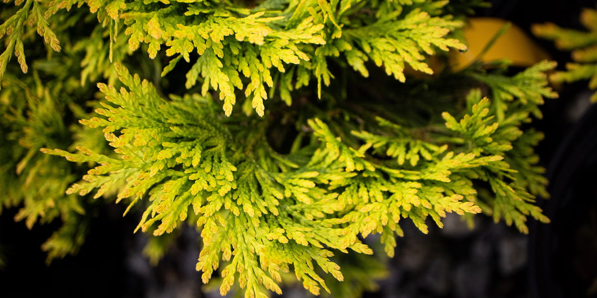 Thuja occidentalis 'Yellow Ribbon' Dwarf Arborvitae — Mr Maple │ Buy  Japanese Maple Trees