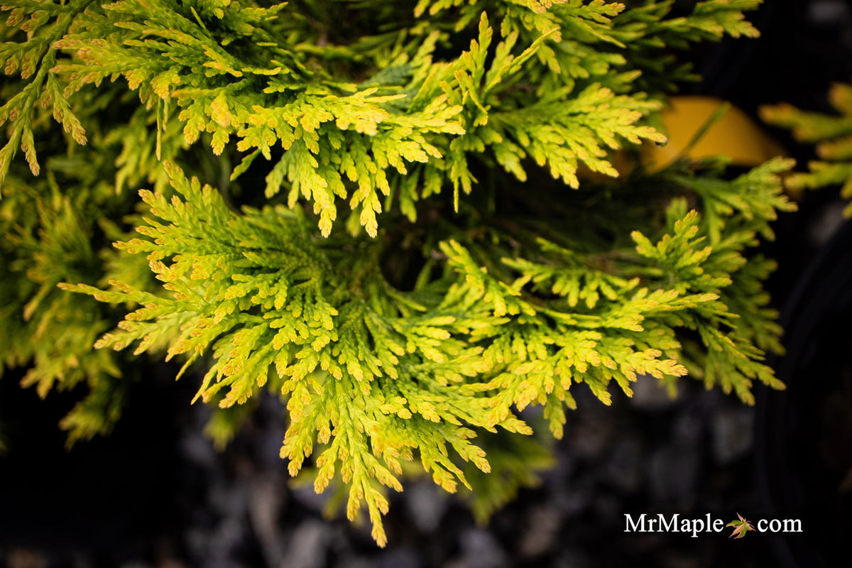 Thuja occidentalis 'Yellow Ribbon' Dwarf Arborvitae — Mr Maple │ Buy  Japanese Maple Trees