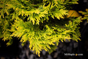 Thuja occidentalis 'Yellow Ribbon' Dwarf Arborvitae - Mr Maple │ Buy Japanese Maple Trees
