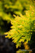 Thuja occidentalis 'Yellow Ribbon' Dwarf Arborvitae - Mr Maple │ Buy Japanese Maple Trees