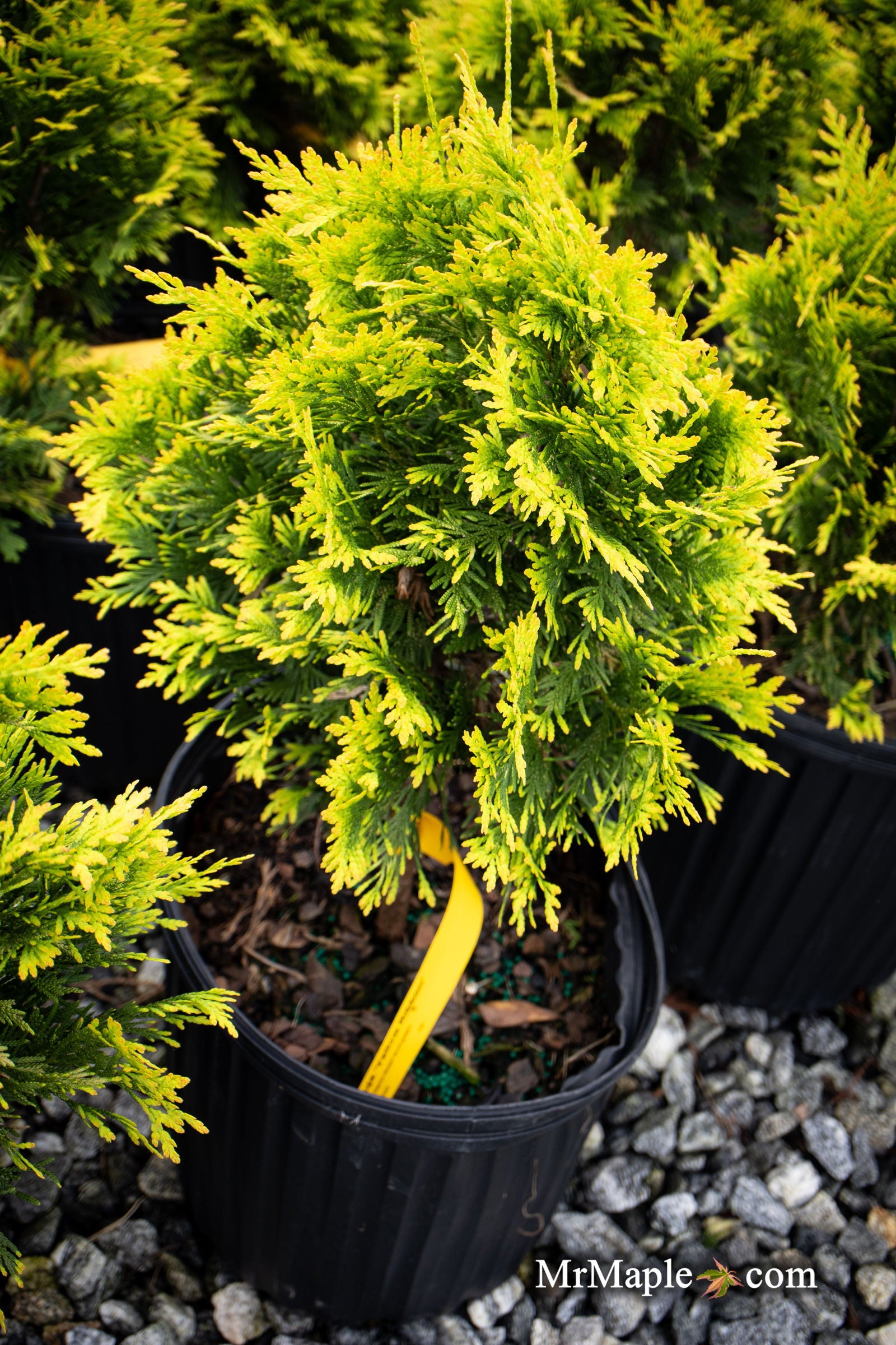 Thuja occidentalis 'Yellow Ribbon' Dwarf Arborvitae — Mr Maple