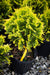 Thuja occidentalis 'Yellow Ribbon' Dwarf Arborvitae - Mr Maple │ Buy Japanese Maple Trees