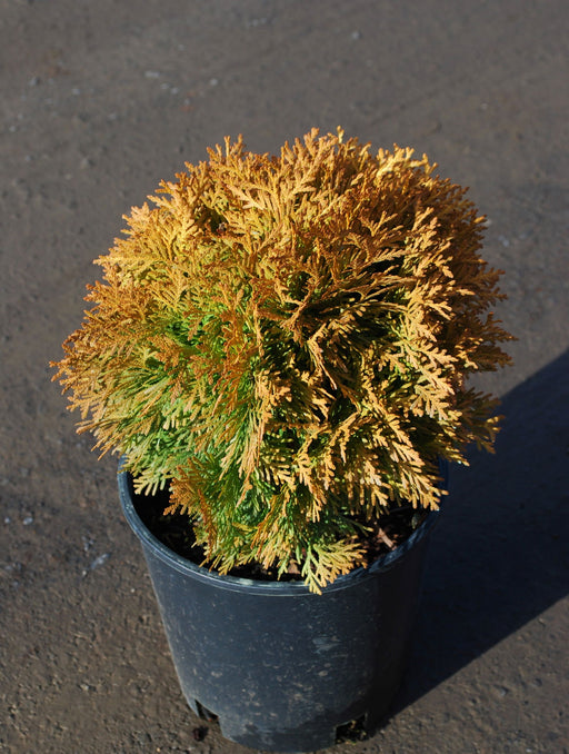 Thuja occidentalis 'Amber Glow' Eastern Arborvitae - Mr Maple │ Buy Japanese Maple Trees