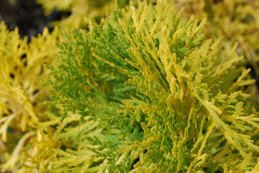 Thuja occidentalis 'Amber Glow' Eastern Arborvitae - Mr Maple │ Buy Japanese Maple Trees