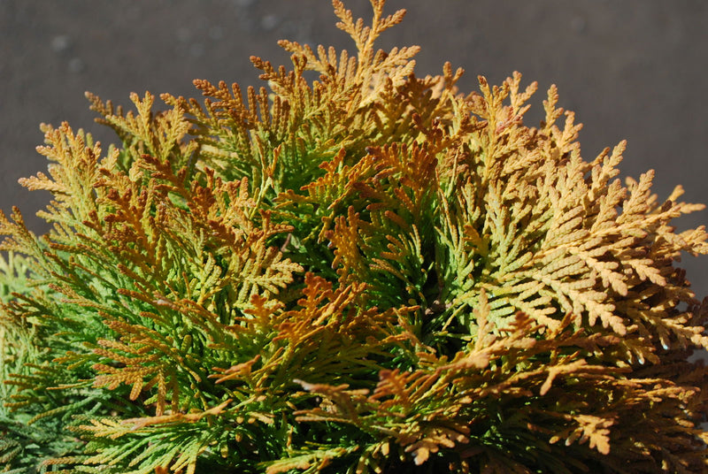 Thuja occidentalis 'Amber Glow' Eastern Arborvitae - Mr Maple │ Buy Japanese Maple Trees