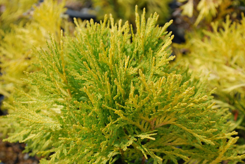 Thuja occidentalis 'Amber Glow' Eastern Arborvitae - Mr Maple │ Buy Japanese Maple Trees