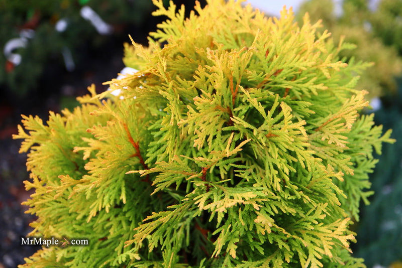 Thuja occidentalis 'Amber Glow' Eastern Arborvitae - Mr Maple │ Buy Japanese Maple Trees