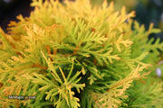 Thuja occidentalis 'Amber Glow' Eastern Arborvitae - Mr Maple │ Buy Japanese Maple Trees