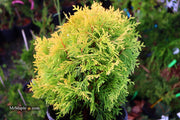 Thuja occidentalis 'Amber Glow' Eastern Arborvitae - Mr Maple │ Buy Japanese Maple Trees