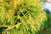 Thuja occidentalis 'Amber Glow' Eastern Arborvitae - Mr Maple │ Buy Japanese Maple Trees