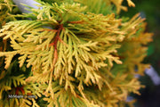 Thuja occidentalis 'Amber Glow' Eastern Arborvitae - Mr Maple │ Buy Japanese Maple Trees