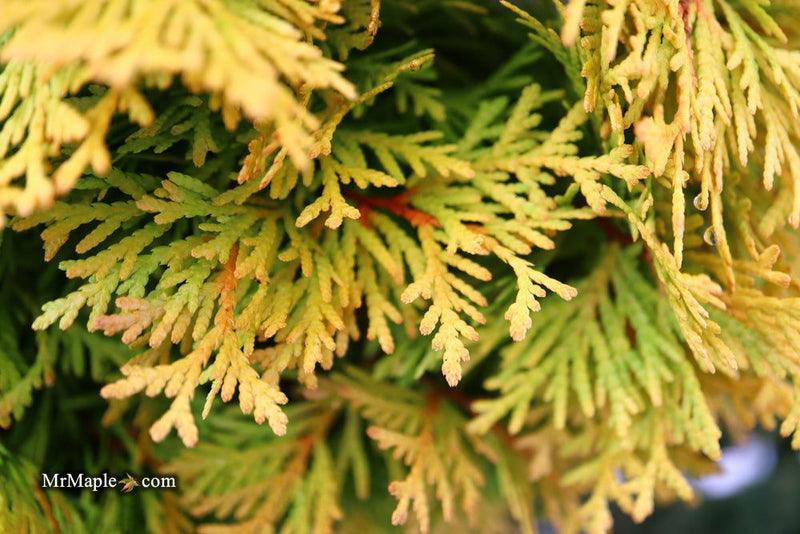 Thuja occidentalis 'Amber Glow' Eastern Arborvitae - Mr Maple │ Buy Japanese Maple Trees