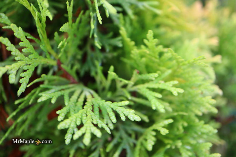 Thuja occidentalis 'Amber Glow' Eastern Arborvitae - Mr Maple │ Buy Japanese Maple Trees
