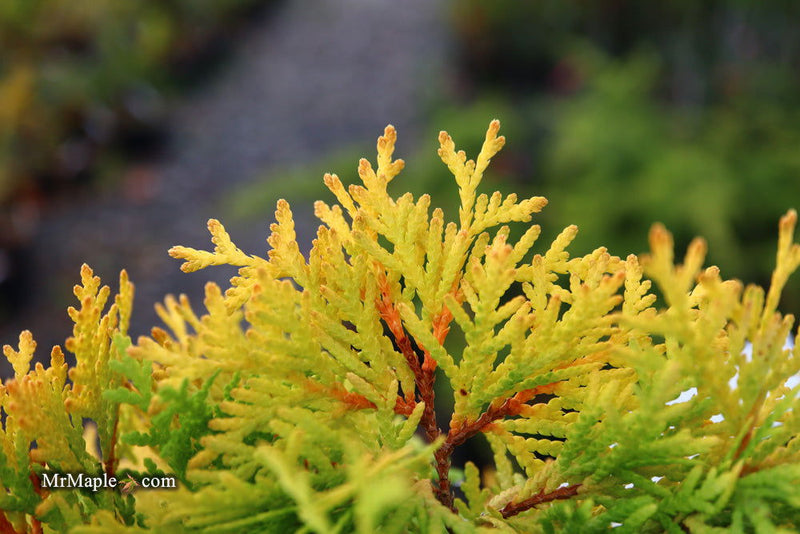 Thuja occidentalis 'Amber Glow' Eastern Arborvitae - Mr Maple │ Buy Japanese Maple Trees