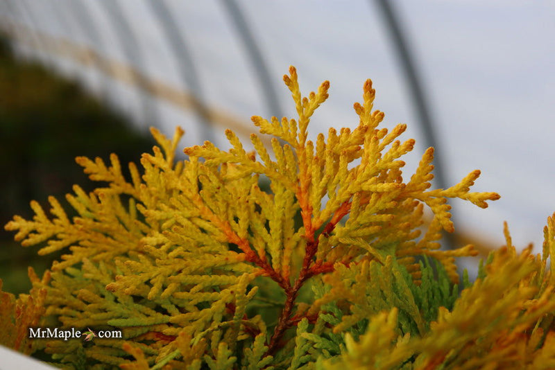 Thuja occidentalis 'Amber Glow' Eastern Arborvitae - Mr Maple │ Buy Japanese Maple Trees