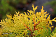 Thuja occidentalis 'Amber Glow' Eastern Arborvitae - Mr Maple │ Buy Japanese Maple Trees