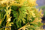 Thuja occidentalis 'Amber Glow' Eastern Arborvitae - Mr Maple │ Buy Japanese Maple Trees