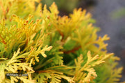 Thuja occidentalis 'Amber Glow' Eastern Arborvitae - Mr Maple │ Buy Japanese Maple Trees