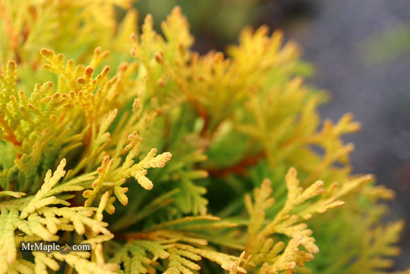 Thuja occidentalis 'Amber Glow' Eastern Arborvitae - Mr Maple │ Buy Japanese Maple Trees