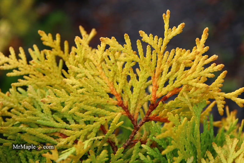 Thuja occidentalis 'Amber Glow' Eastern Arborvitae - Mr Maple │ Buy Japanese Maple Trees