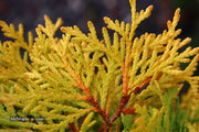 Thuja occidentalis 'Amber Glow' Eastern Arborvitae - Mr Maple │ Buy Japanese Maple Trees