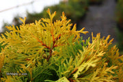 Thuja occidentalis 'Amber Glow' Eastern Arborvitae - Mr Maple │ Buy Japanese Maple Trees