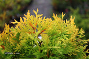 Thuja occidentalis 'Amber Glow' Eastern Arborvitae - Mr Maple │ Buy Japanese Maple Trees