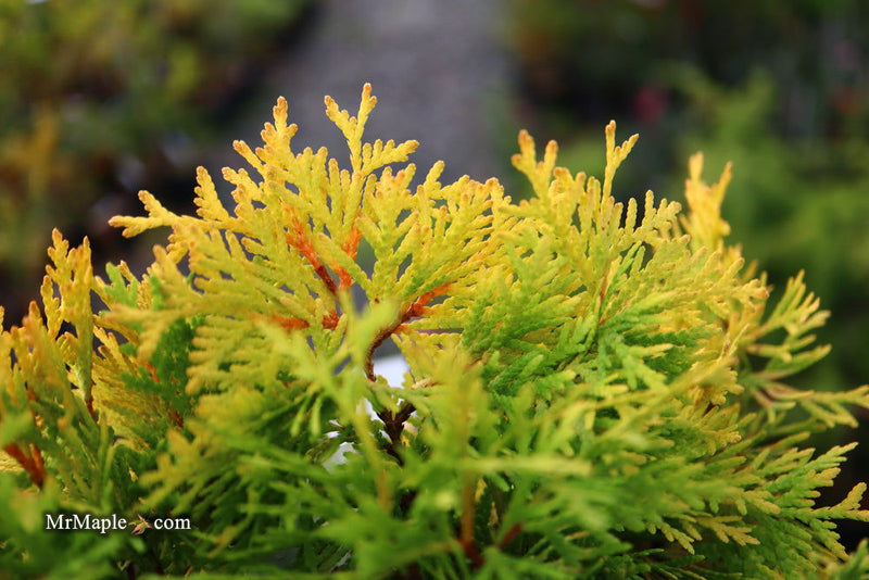 Thuja occidentalis 'Amber Glow' Eastern Arborvitae - Mr Maple │ Buy Japanese Maple Trees
