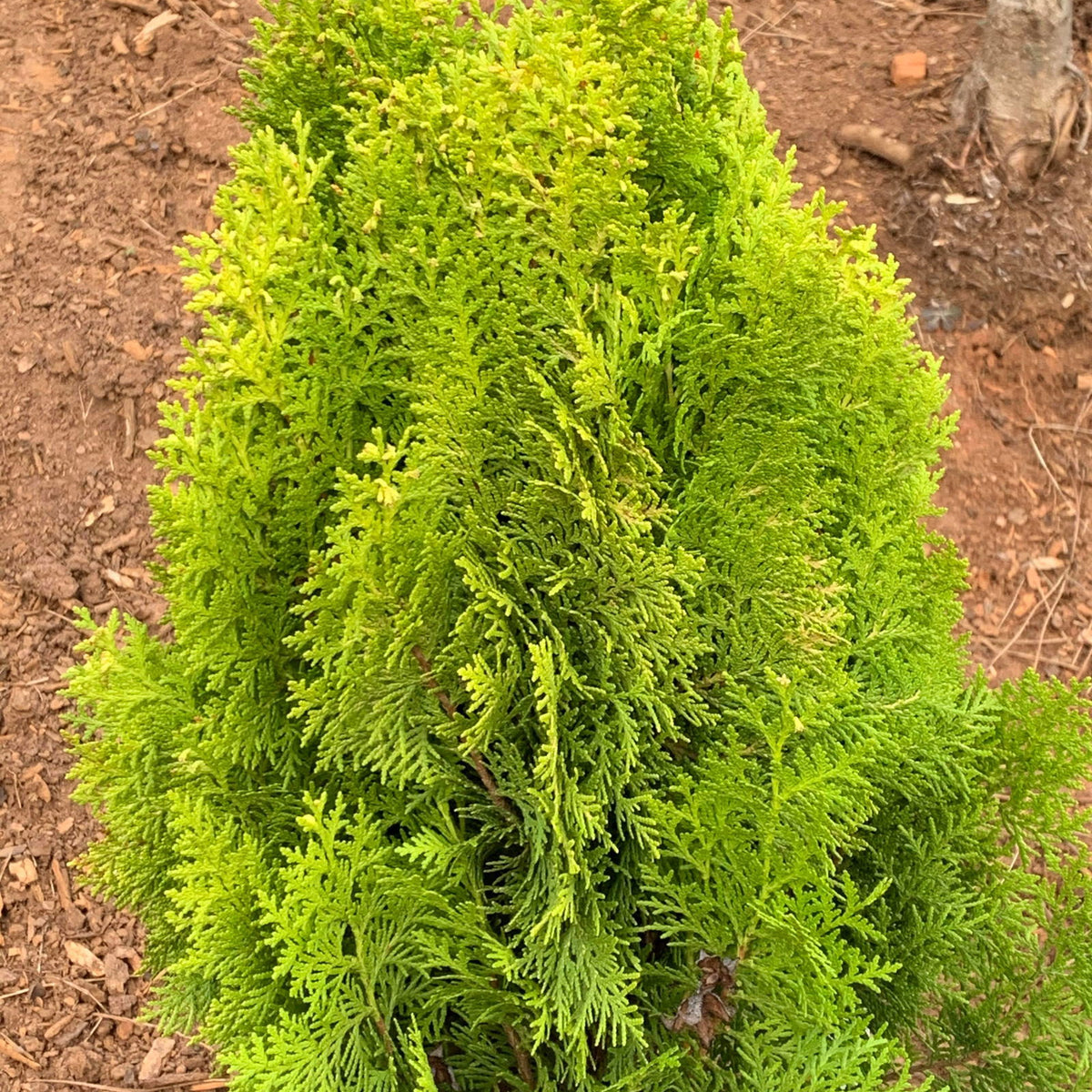 Buy Thuja orientalis 'Berckman's Gold' Golden Chinese Arborvitae — Mr Maple  │ Buy Japanese Maple Trees