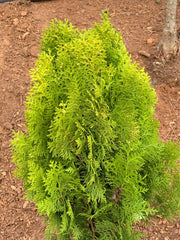 Thuja orientalis 'Berckman's Gold' Golden Chinese Arborvitae - Mr Maple │ Buy Japanese Maple Trees