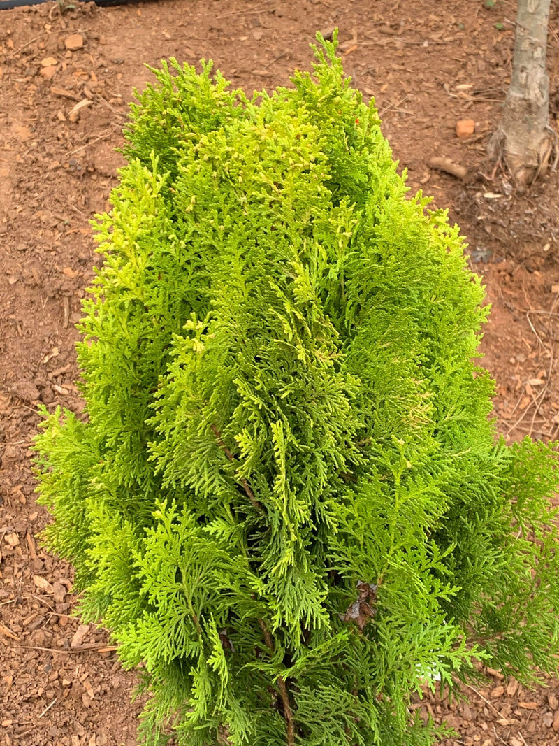Thuja orientalis 'Berckman's Gold' Golden Chinese Arborvitae - Mr Maple │ Buy Japanese Maple Trees