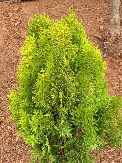 Thuja orientalis 'Berckman's Gold' Golden Chinese Arborvitae - Mr Maple │ Buy Japanese Maple Trees