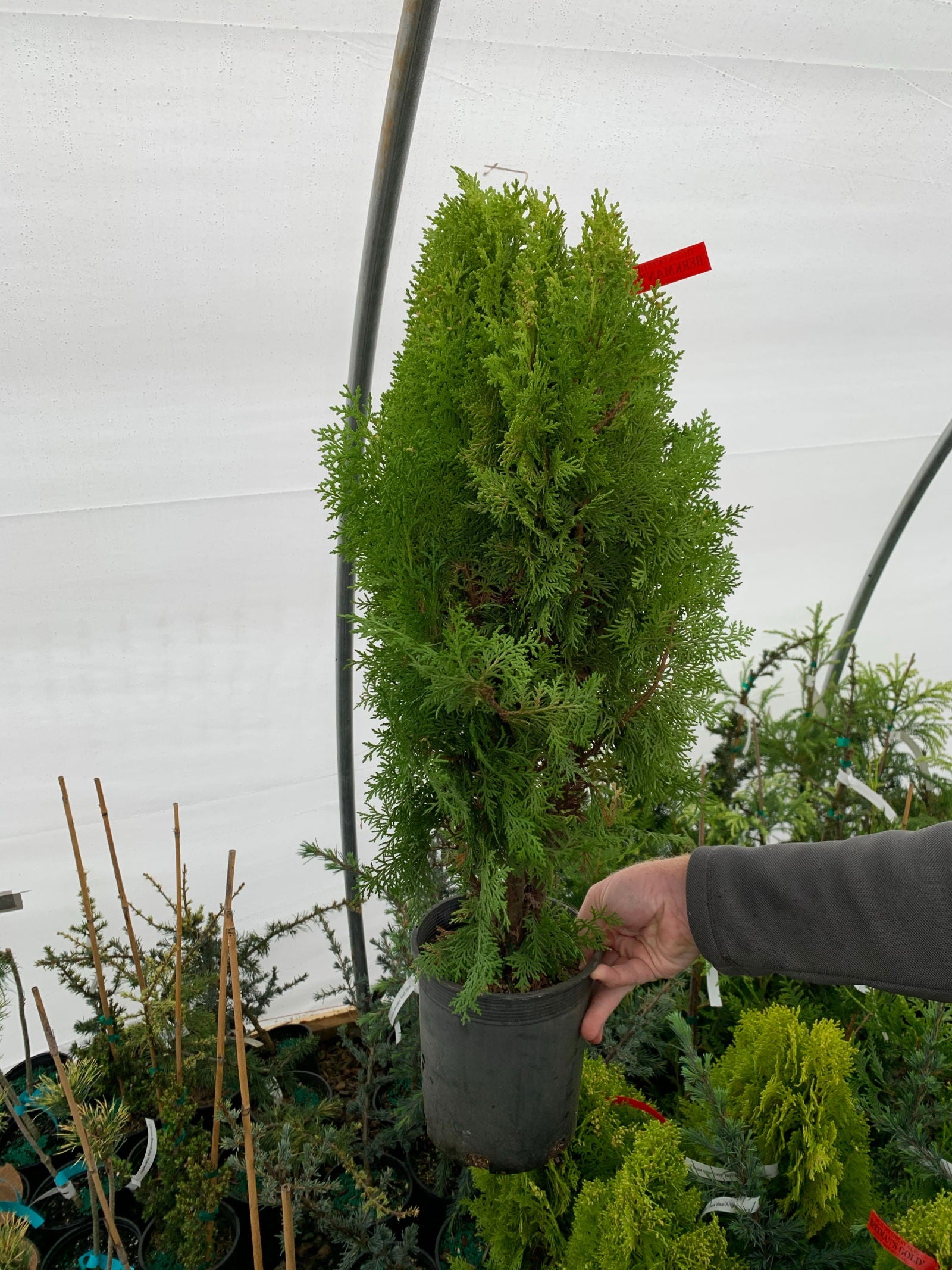 Buy Thuja orientalis 'Berckman's Gold' Golden Chinese Arborvitae