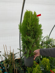 Thuja orientalis 'Berckman's Gold' Golden Chinese Arborvitae - Mr Maple │ Buy Japanese Maple Trees
