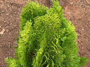 Thuja orientalis 'Berckman's Gold' Golden Chinese Arborvitae - Mr Maple │ Buy Japanese Maple Trees