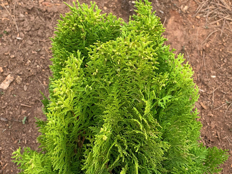 Thuja orientalis 'Berckman's Gold' Golden Chinese Arborvitae - Mr Maple │ Buy Japanese Maple Trees