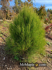 Thuja orientalis 'Franky Boy' Oriental Arborvitae - Mr Maple │ Buy Japanese Maple Trees