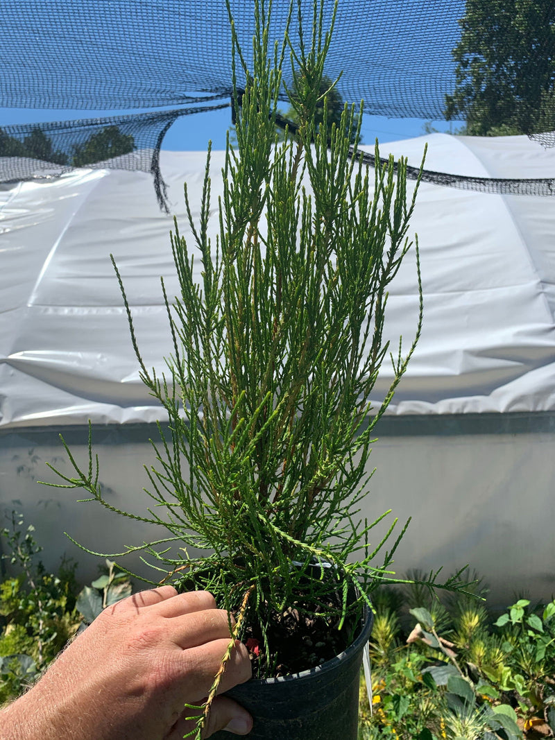 Thuja orientalis 'Franky Boy' Oriental Arborvitae - Mr Maple │ Buy Japanese Maple Trees