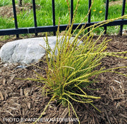 Thuja orientalis 'Franky Boy' Oriental Arborvitae - Mr Maple │ Buy Japanese Maple Trees