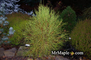 Thuja orientalis 'Franky Boy' Oriental Arborvitae - Mr Maple │ Buy Japanese Maple Trees