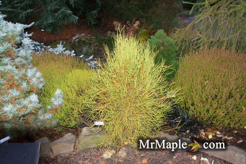Thuja orientalis 'Franky Boy' Oriental Arborvitae - Mr Maple │ Buy Japanese Maple Trees