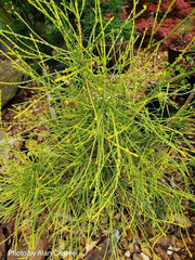 Thuja orientalis 'Franky Boy' Oriental Arborvitae - Mr Maple │ Buy Japanese Maple Trees