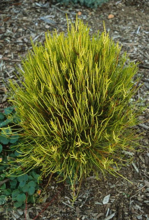 Thuja orientalis 'Franky Boy' Oriental Arborvitae - Mr Maple │ Buy Japanese Maple Trees
