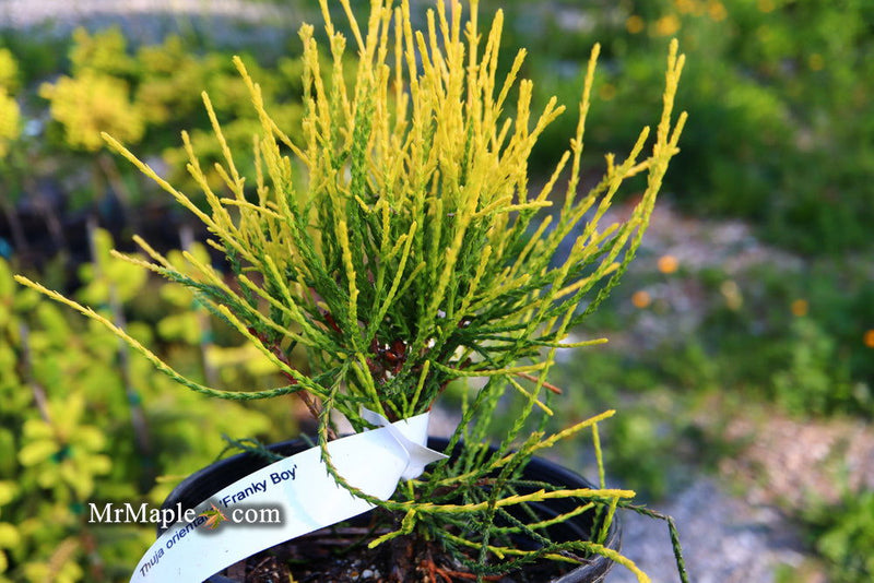 Thuja orientalis 'Franky Boy' Oriental Arborvitae - Mr Maple │ Buy Japanese Maple Trees
