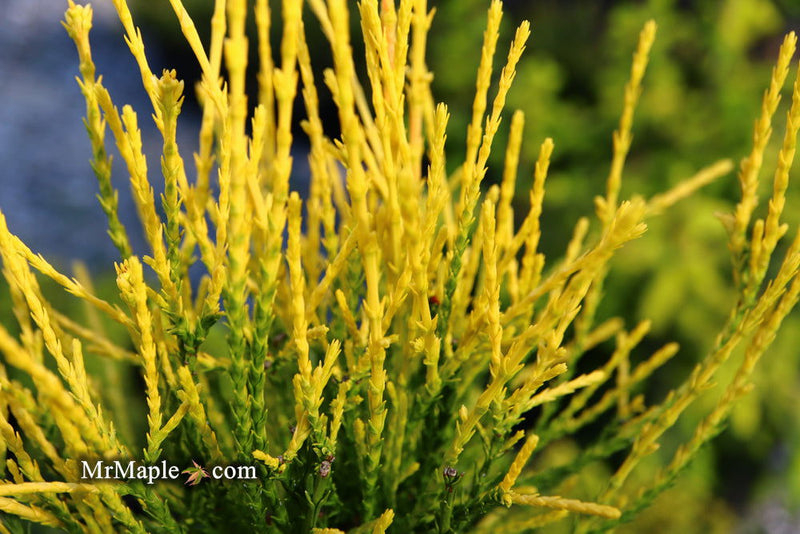 Thuja orientalis 'Franky Boy' Oriental Arborvitae - Mr Maple │ Buy Japanese Maple Trees