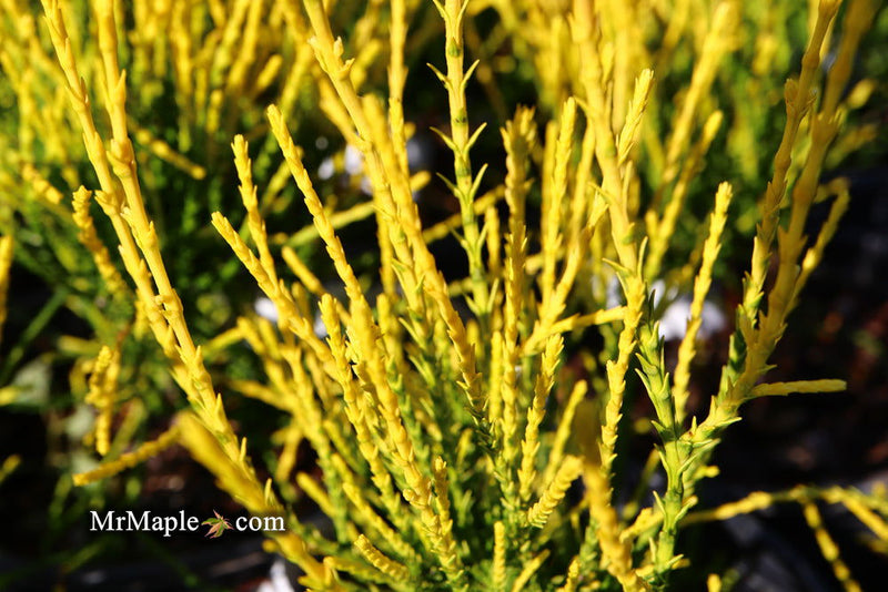 Thuja orientalis 'Franky Boy' Oriental Arborvitae - Mr Maple │ Buy Japanese Maple Trees