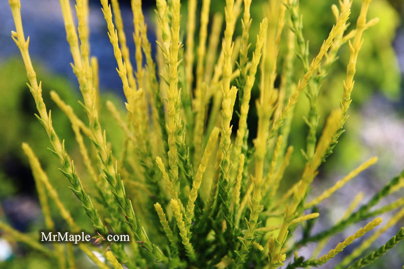 Thuja orientalis 'Franky Boy' Oriental Arborvitae - Mr Maple │ Buy Japanese Maple Trees