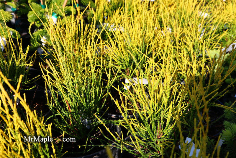 Thuja orientalis 'Franky Boy' Oriental Arborvitae - Mr Maple │ Buy Japanese Maple Trees