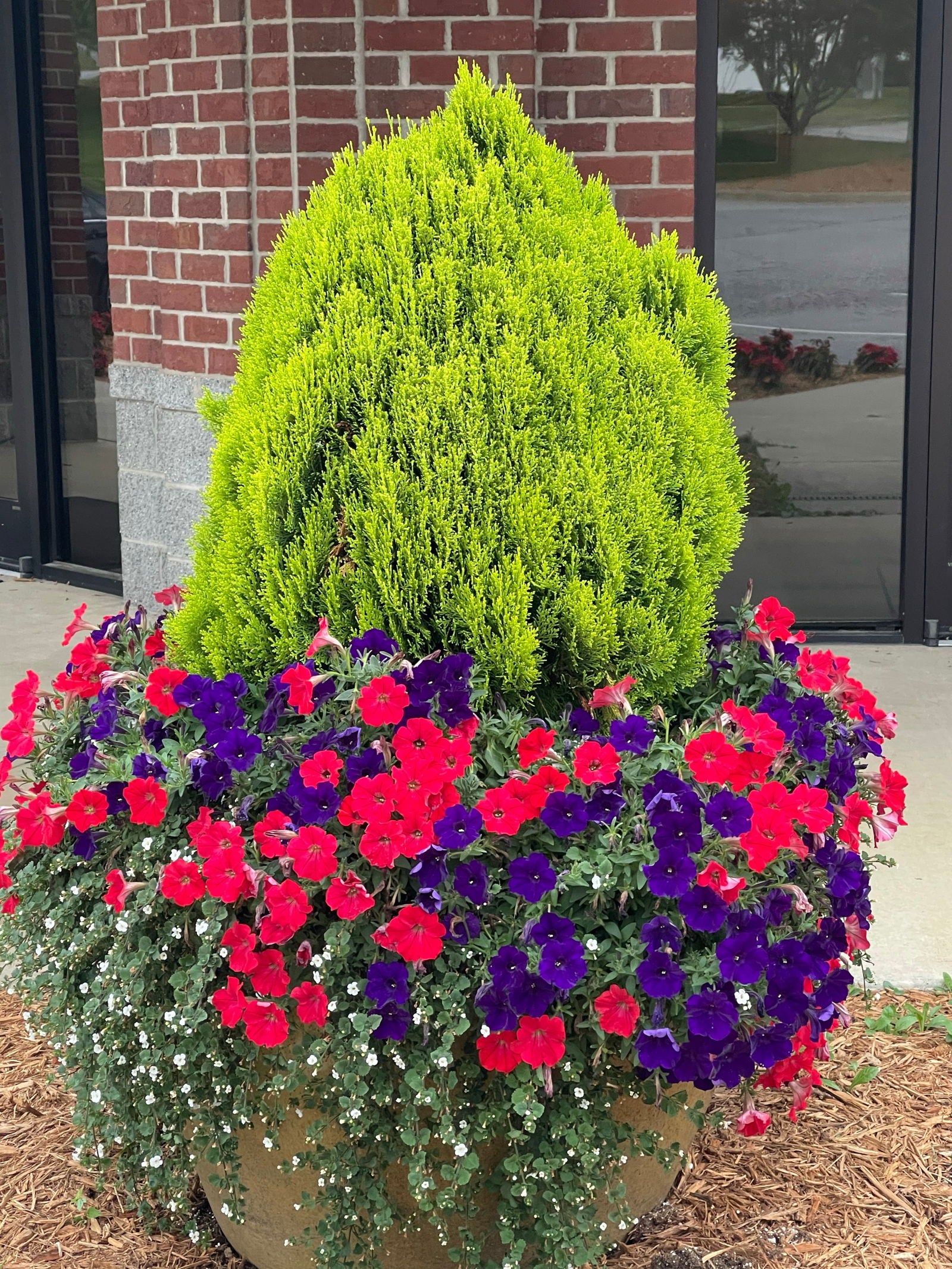 picea　retroflexa　中国　トウヒ　針葉樹 picea retroflexa 中国 トウヒ 針葉樹